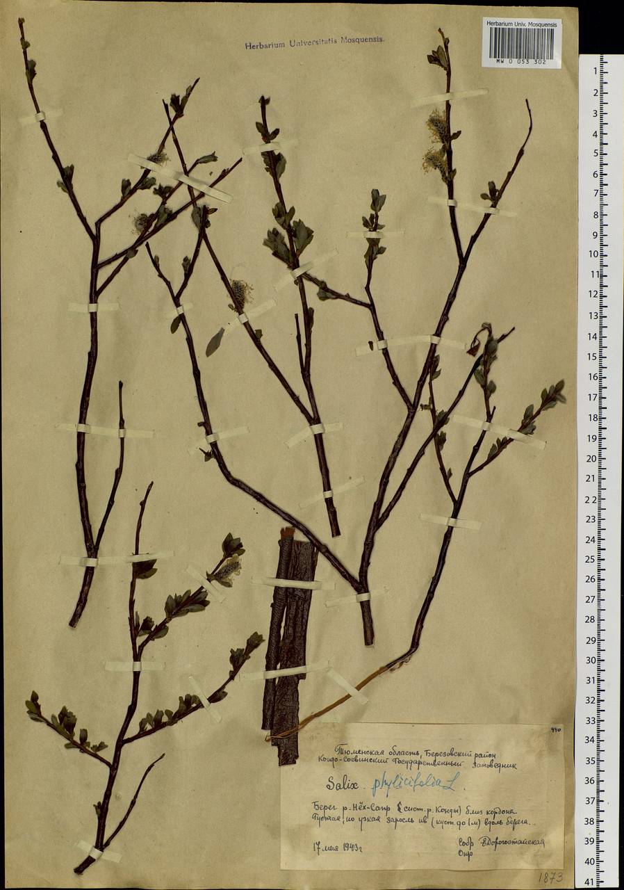 Salix phylicifolia L., Siberia, Western Siberia (S1) (Russia)