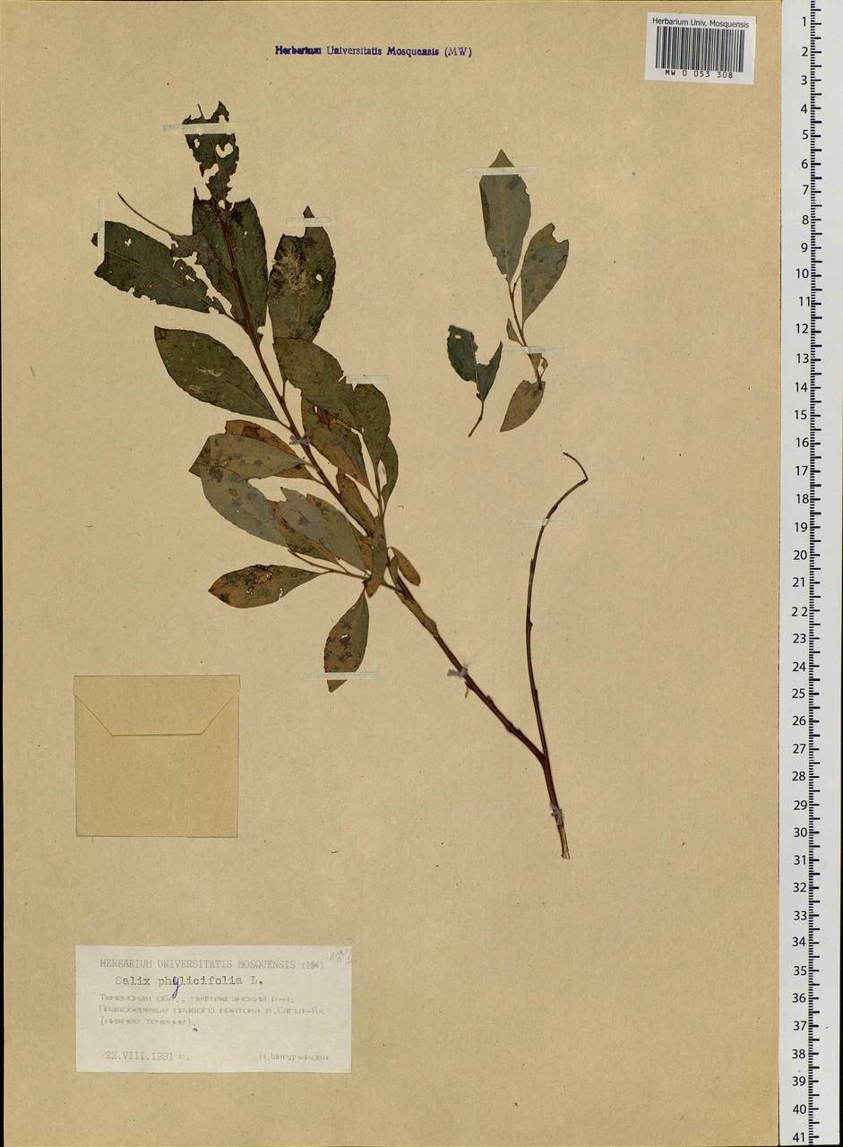 Salix phylicifolia L., Siberia, Western Siberia (S1) (Russia)