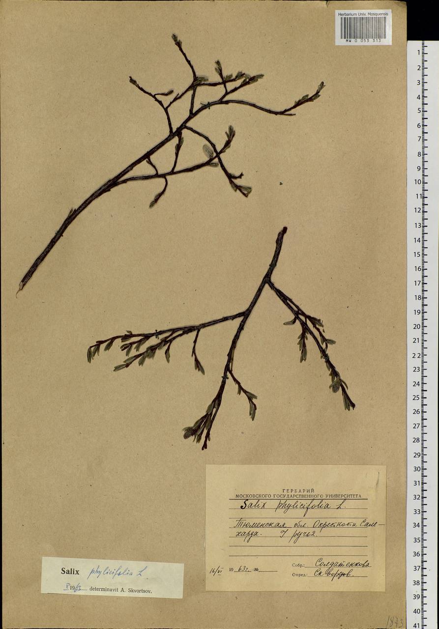 Salix phylicifolia L., Siberia, Western Siberia (S1) (Russia)