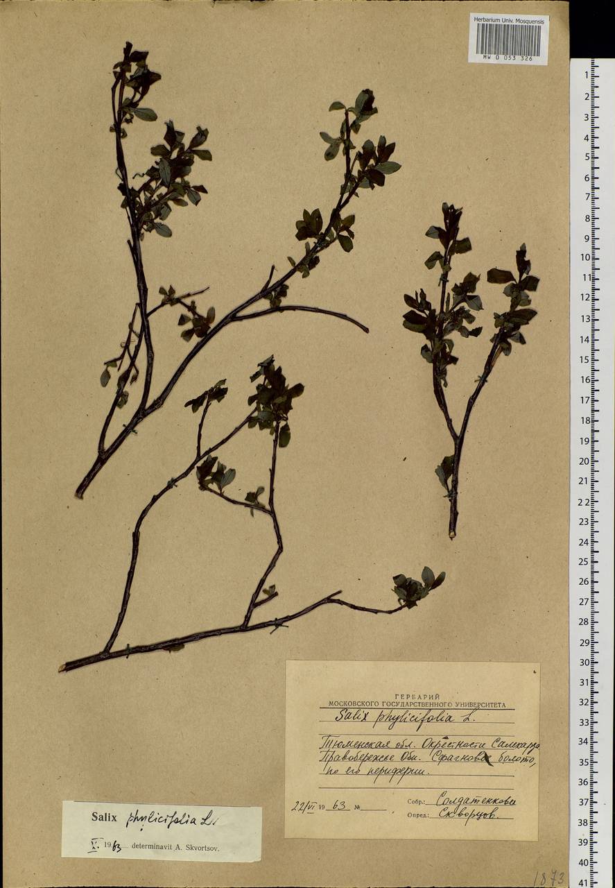 Salix phylicifolia L., Siberia, Western Siberia (S1) (Russia)