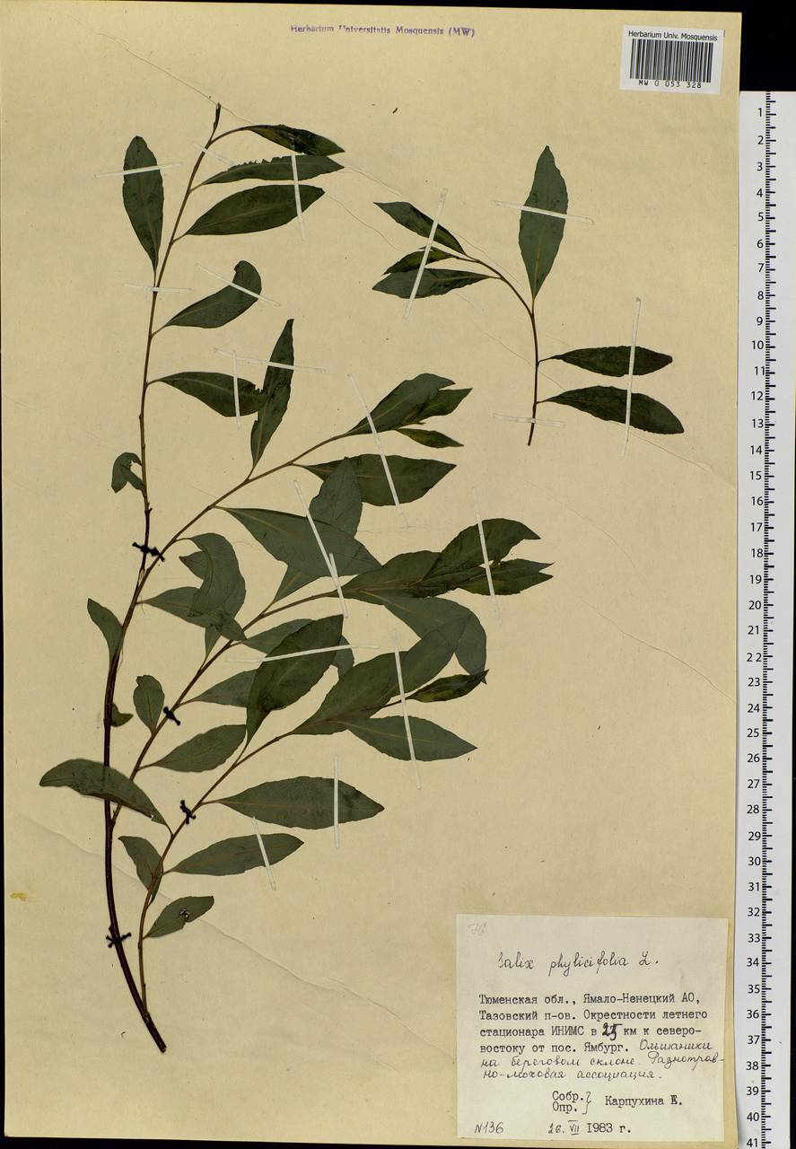 Salix phylicifolia L., Siberia, Western Siberia (S1) (Russia)