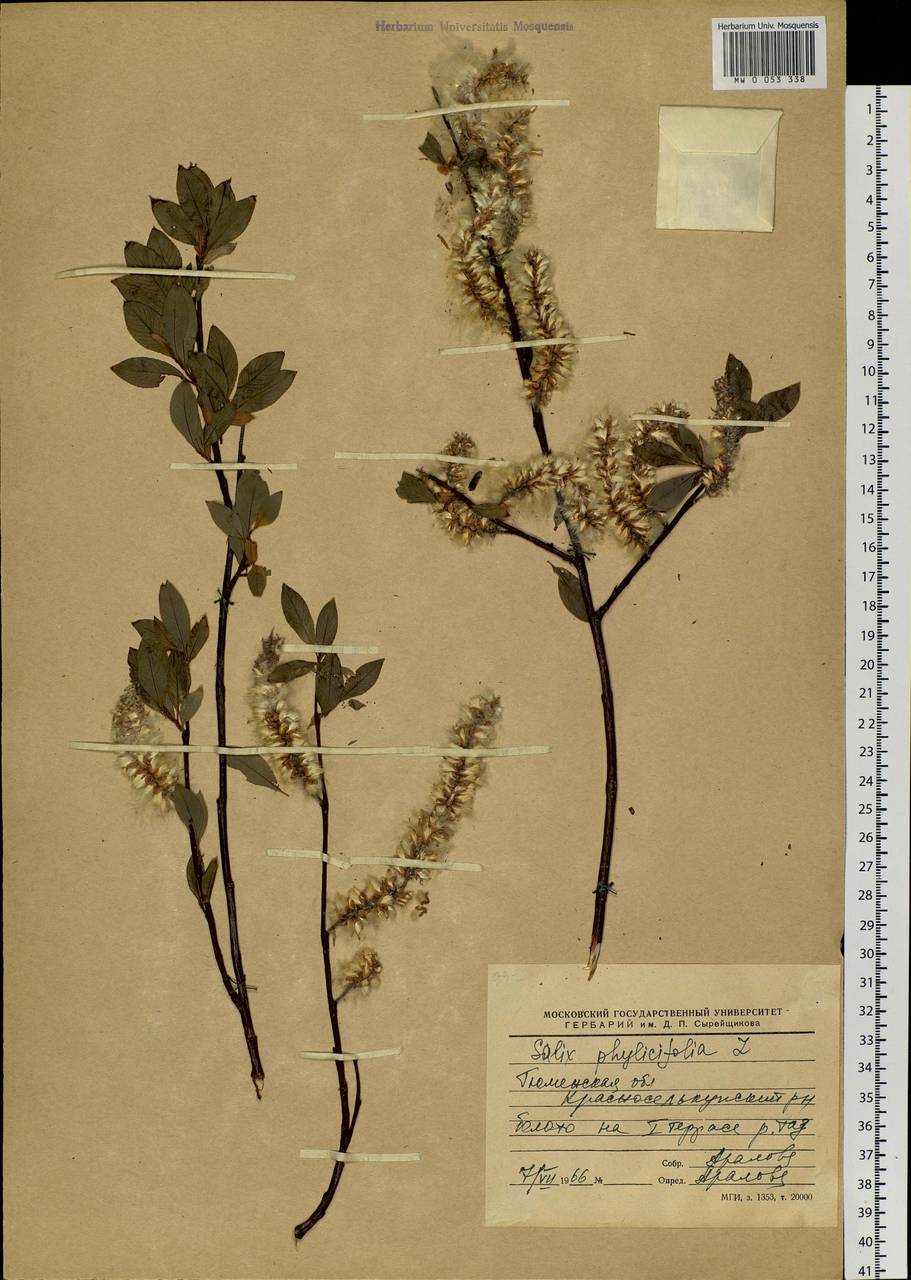 Salix phylicifolia L., Siberia, Western Siberia (S1) (Russia)