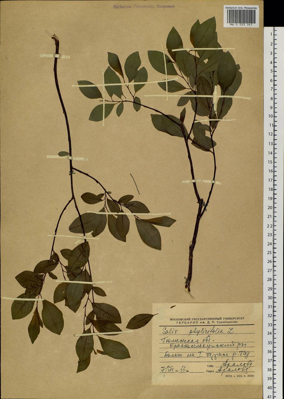 Salix phylicifolia L., Siberia, Western Siberia (S1) (Russia)