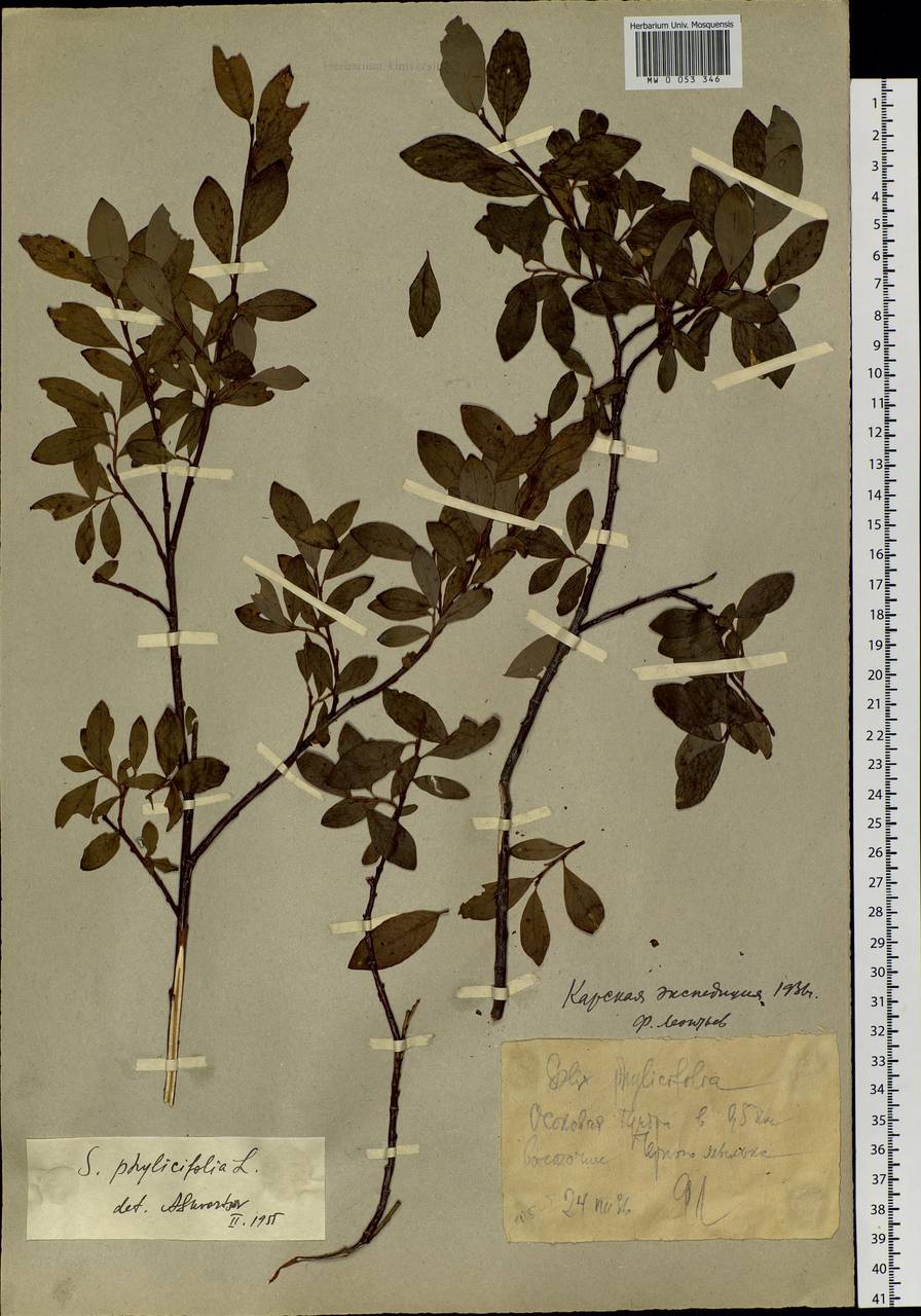 Salix phylicifolia L., Eastern Europe, Northern region (E1) (Russia)