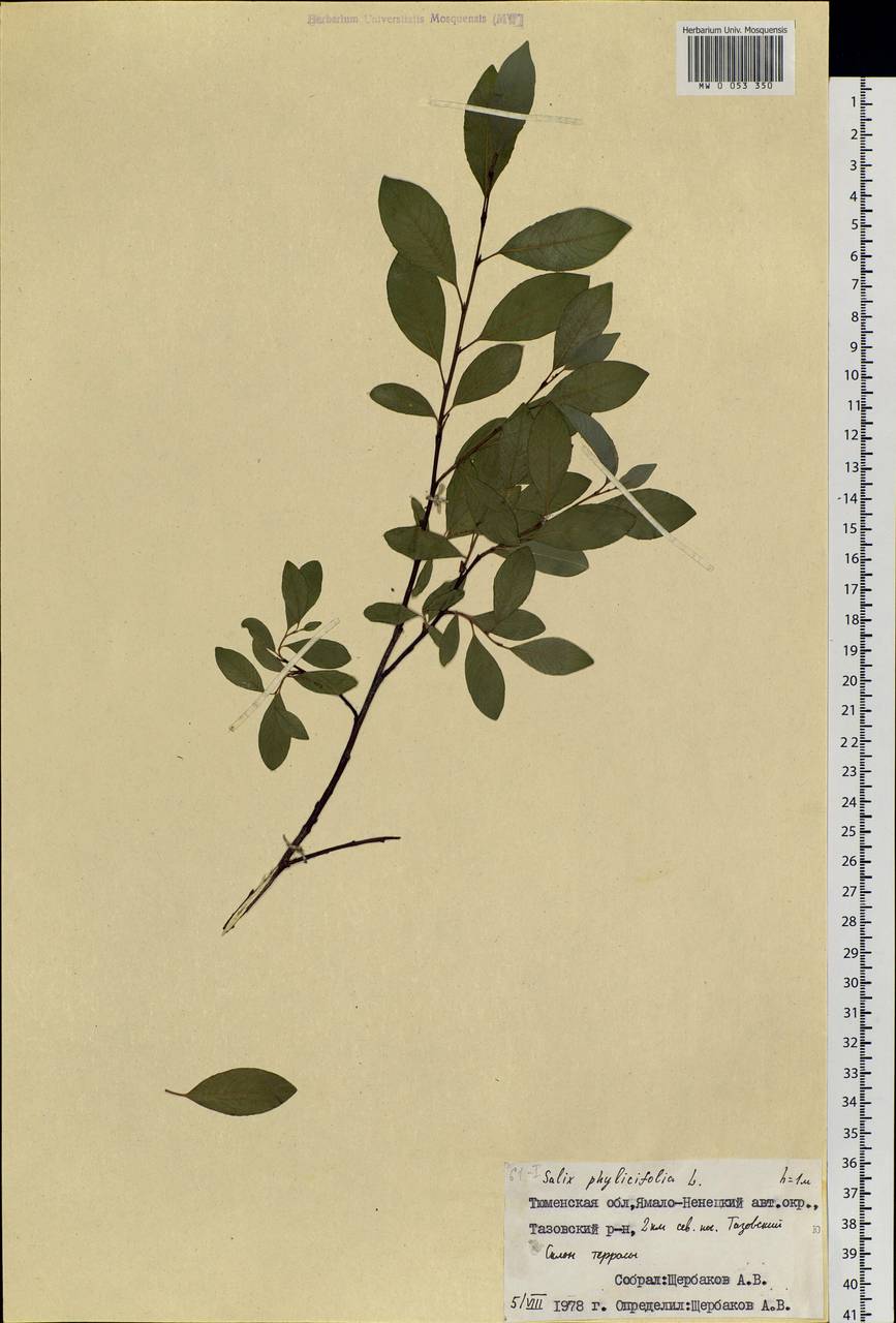 Salix phylicifolia L., Siberia, Western Siberia (S1) (Russia)