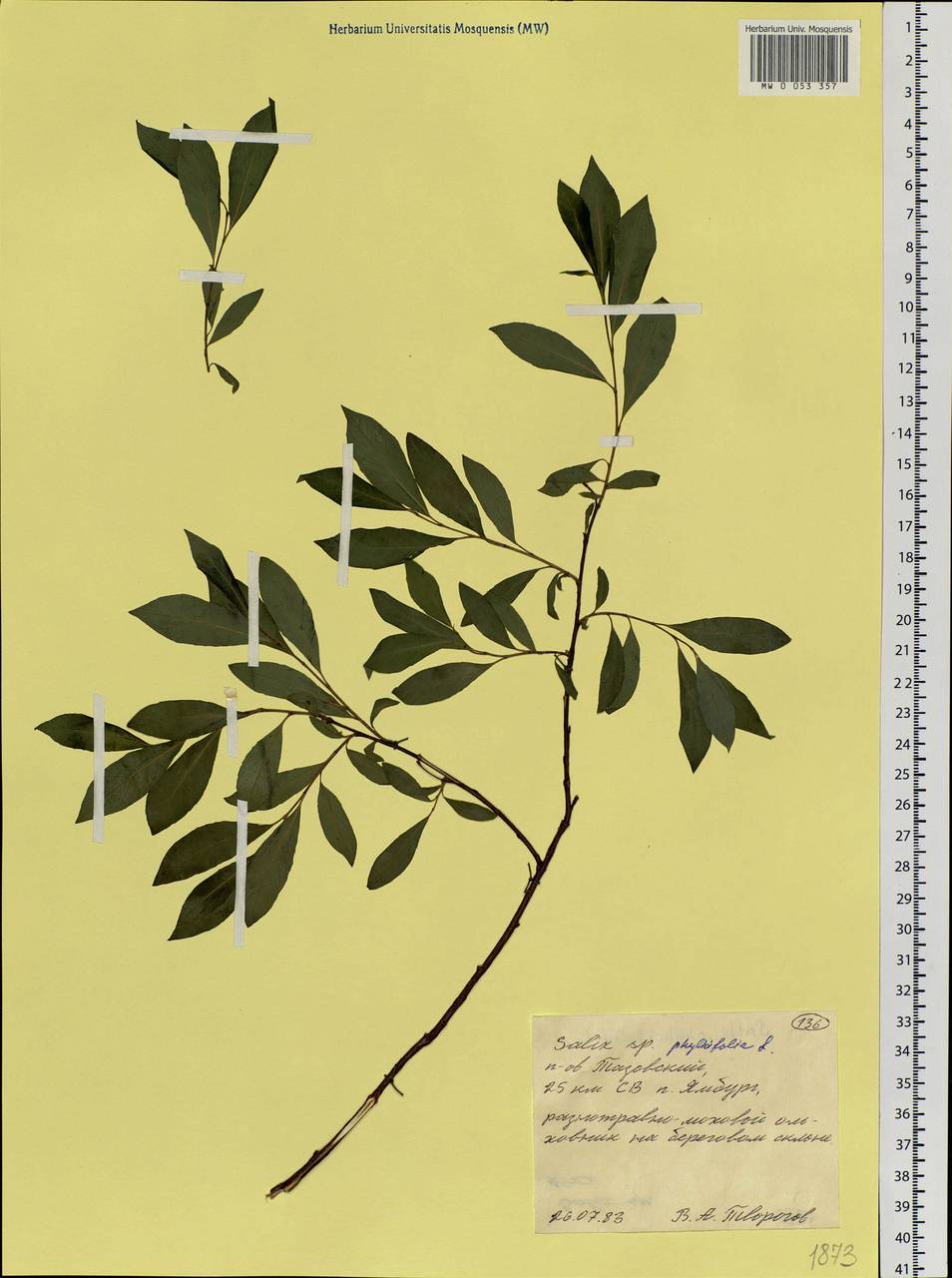MW0053357, Salix phylicifolia (Ива филиколистная), specimen Salix phylicifolia L., Siberia, Western Siberia (S1) (Russia)