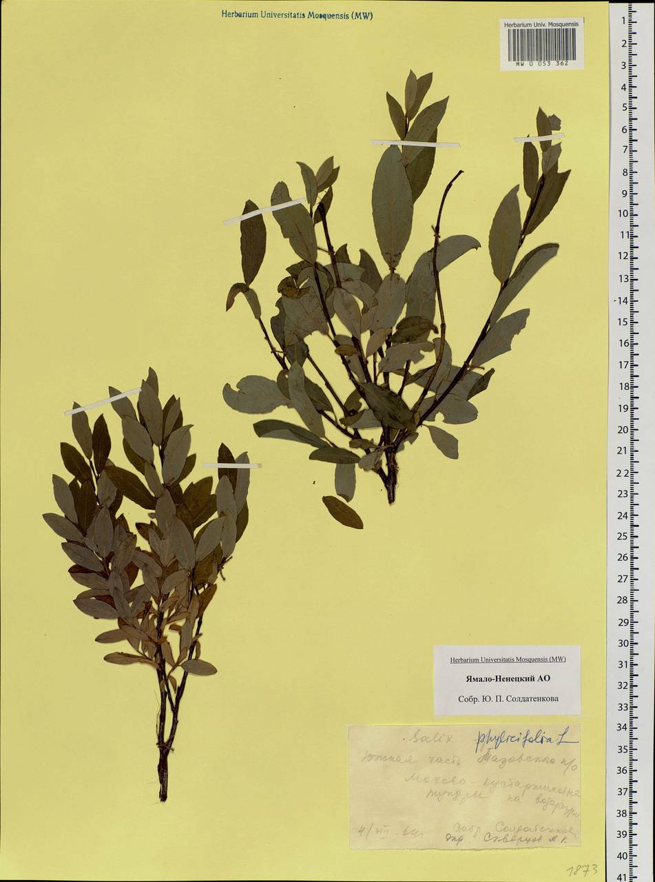 Salix phylicifolia L., Siberia, Western Siberia (S1) (Russia)