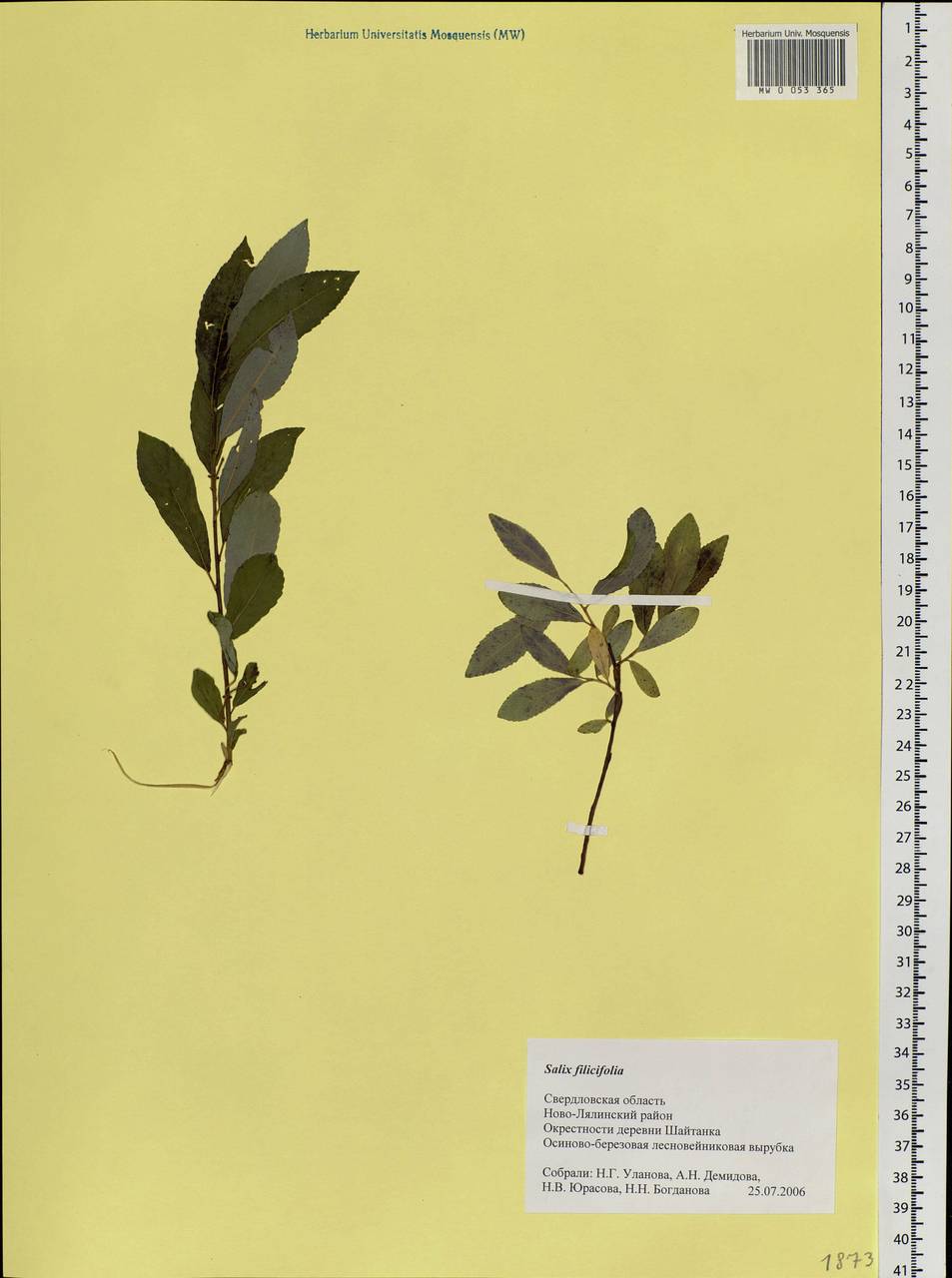 Salix phylicifolia L., Eastern Europe, Eastern region (E10) (Russia)