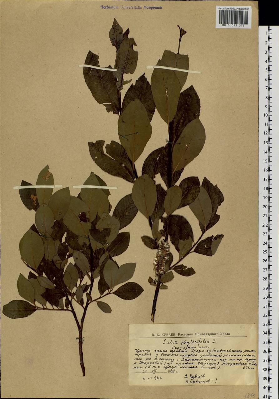 Salix phylicifolia L., Eastern Europe, Northern region (E1) (Russia)