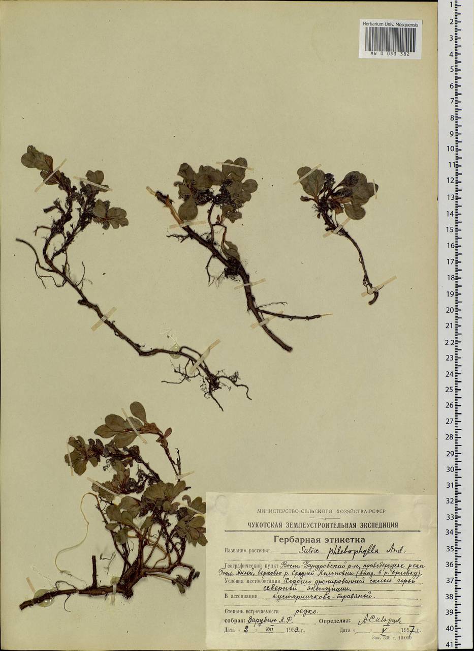 Salix phlebophylla Anderss., Siberia, Chukotka & Kamchatka (S7) (Russia)