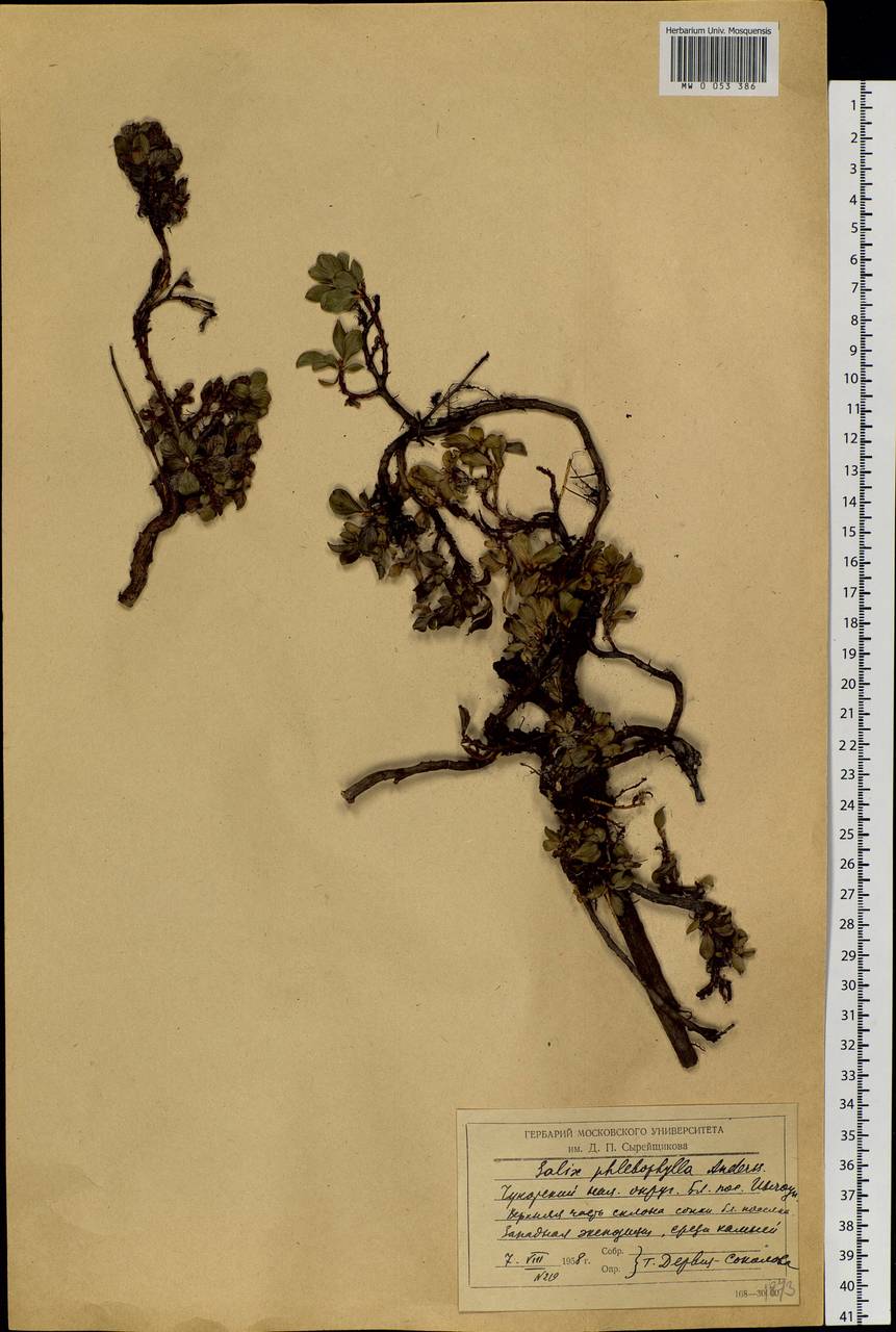 Salix phlebophylla Anderss., Siberia, Chukotka & Kamchatka (S7) (Russia)