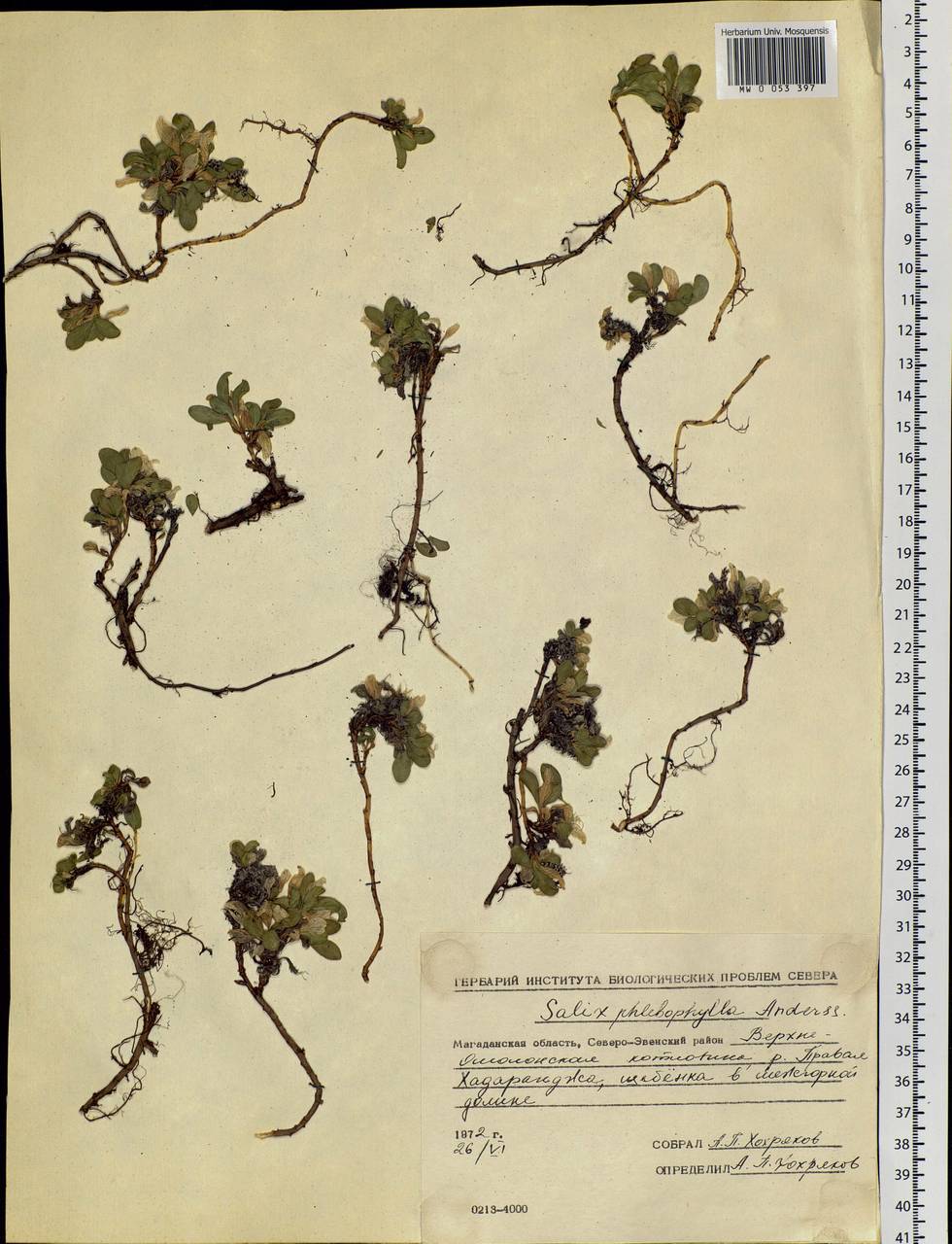 Salix phlebophylla Andersson, Siberia, Chukotka & Kamchatka (S7) (Russia)
