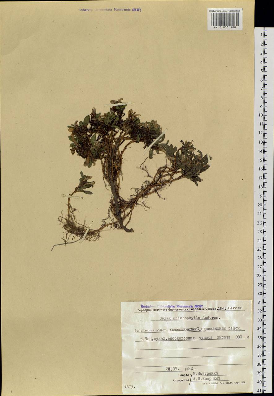 Salix phlebophylla Anderss., Siberia, Chukotka & Kamchatka (S7) (Russia)