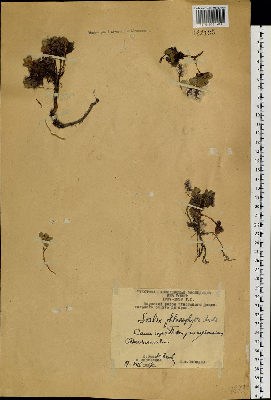 Salix phlebophylla Anderss., Siberia, Chukotka & Kamchatka (S7) (Russia)