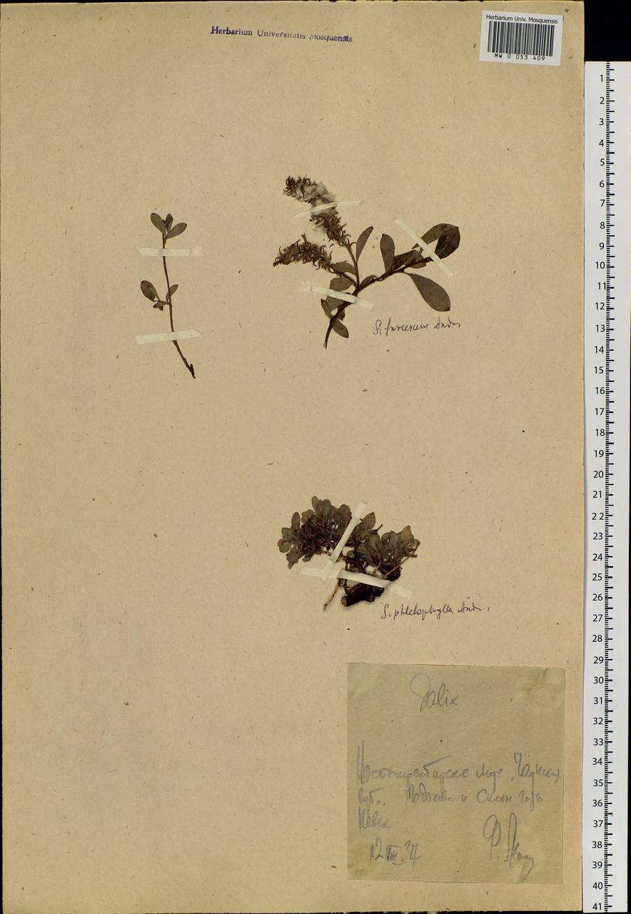 Salix phlebophylla Anderss., Siberia, Chukotka & Kamchatka (S7) (Russia)