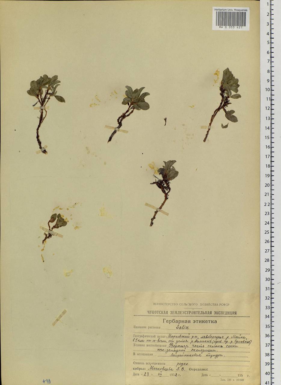 Salix phlebophylla Anderss., Siberia, Chukotka & Kamchatka (S7) (Russia)