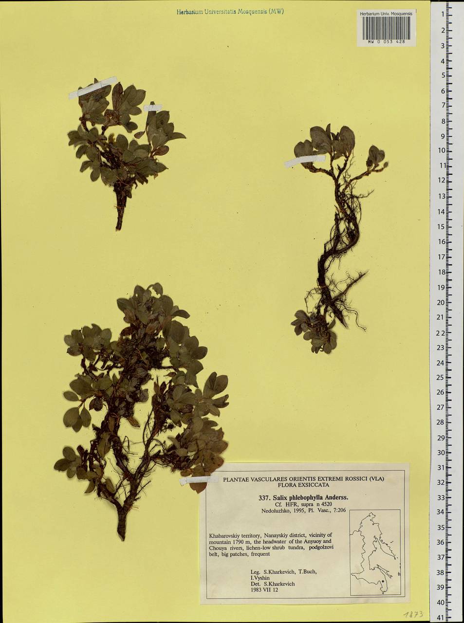 Salix phlebophylla Andersson, Siberia, Russian Far East (S6) (Russia)