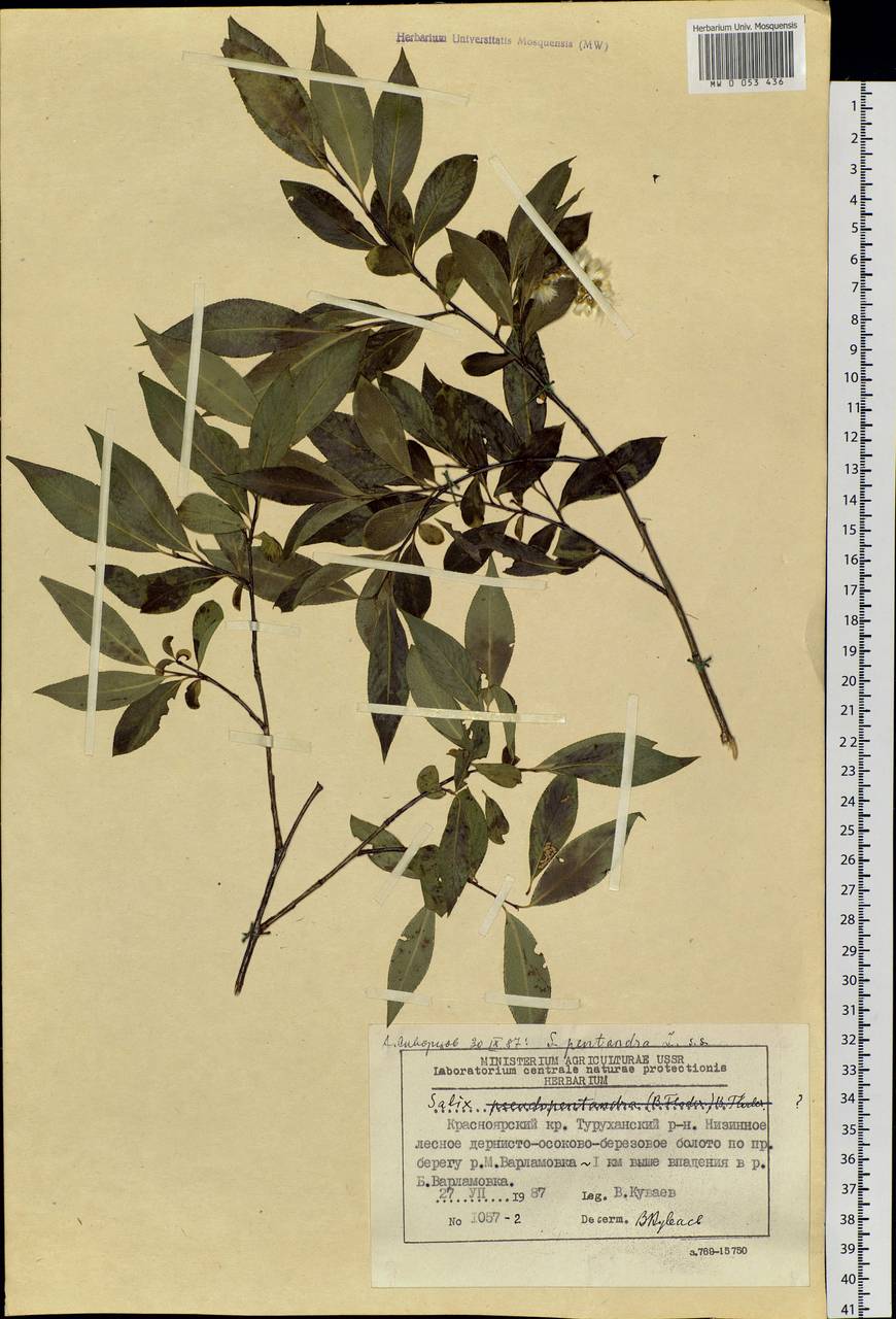 Salix pentandra L., Siberia, Central Siberia (S3) (Russia)