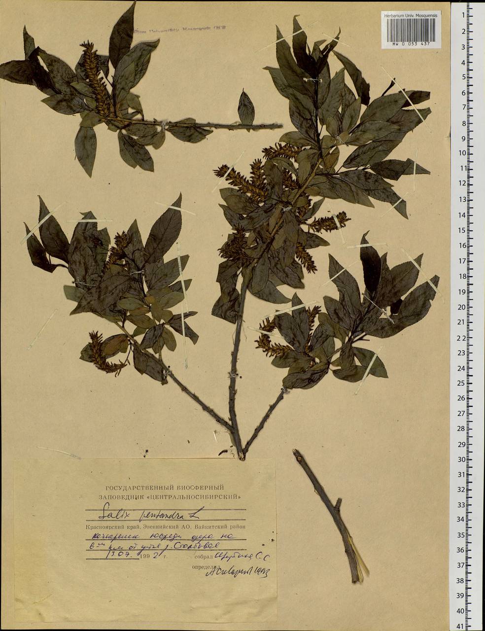Salix pentandra L., Siberia, Central Siberia (S3) (Russia)