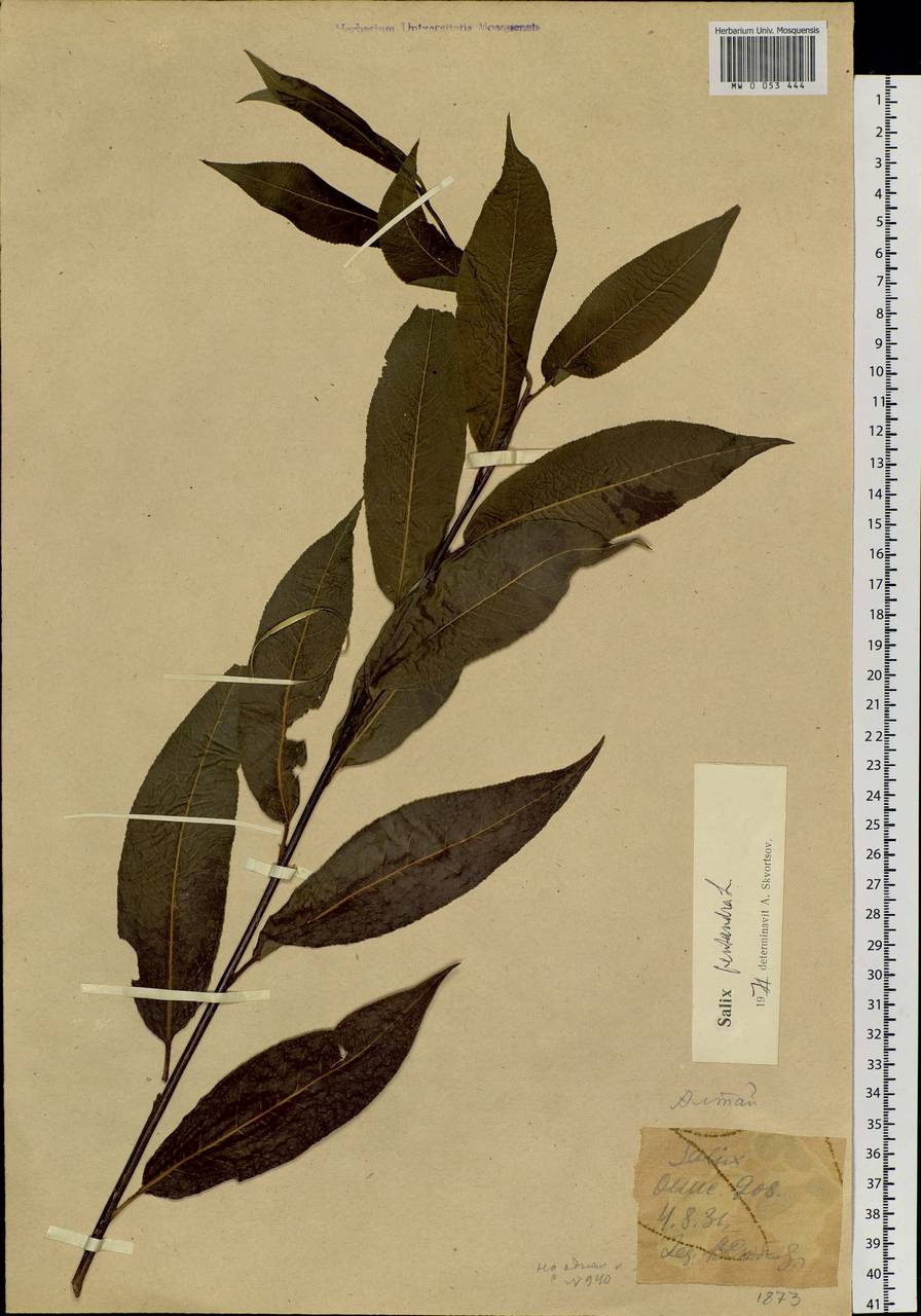 Salix pentandra L., Siberia, Western (Kazakhstan) Altai Mountains (S2a) (Kazakhstan)