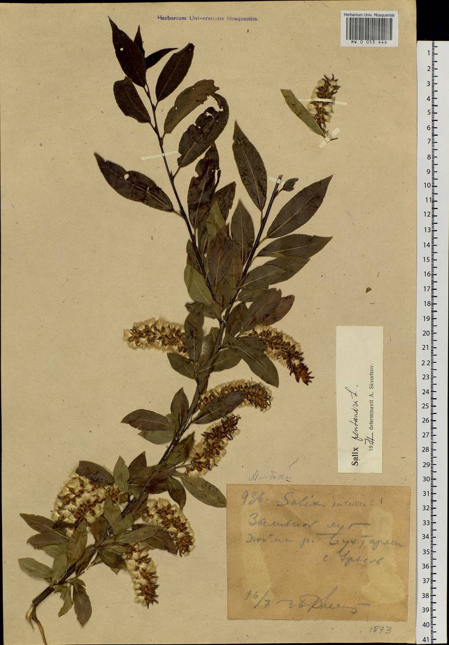 Salix pentandra L., Siberia, Western (Kazakhstan) Altai Mountains (S2a) (Kazakhstan)