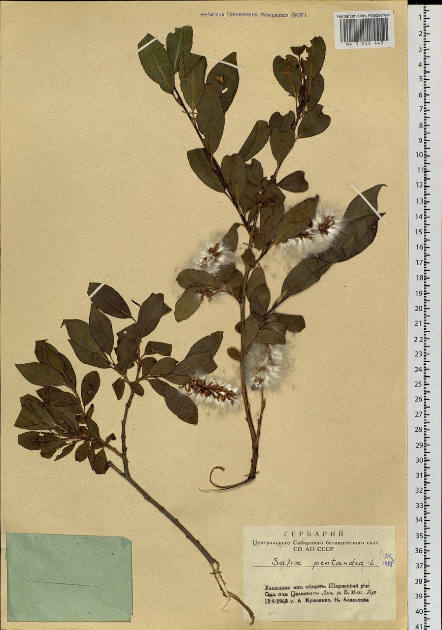 Salix pentandra L., Siberia, Altai & Sayany Mountains (S2) (Russia)