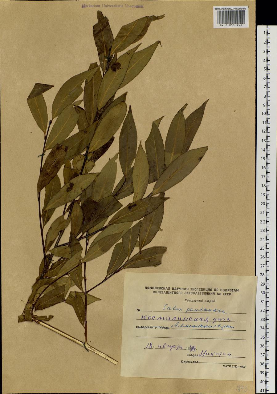 Salix pentandra L., Siberia, Altai & Sayany Mountains (S2) (Russia)