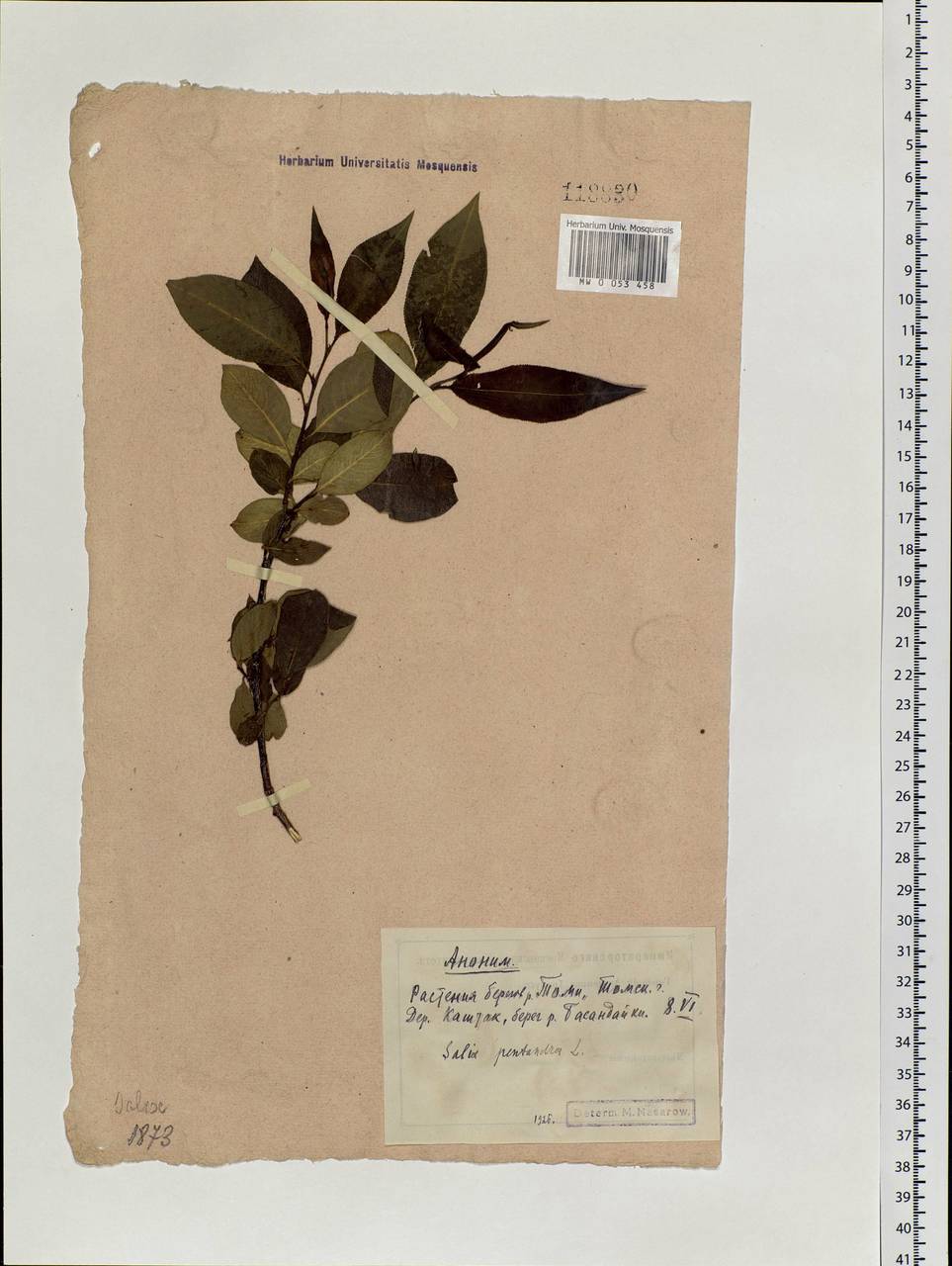 Salix pentandra L., Siberia, Western Siberia (S1) (Russia)