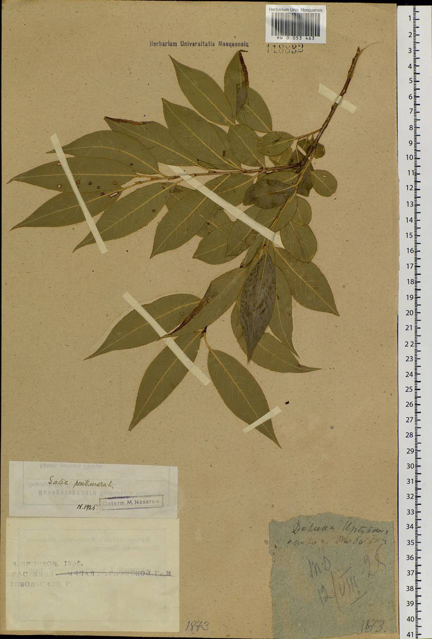 Salix pentandra L., Siberia, Western Siberia (S1) (Russia)