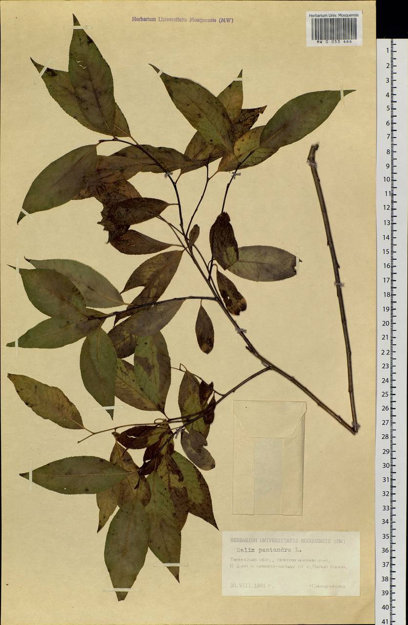 Salix pentandra L., Siberia, Western Siberia (S1) (Russia)