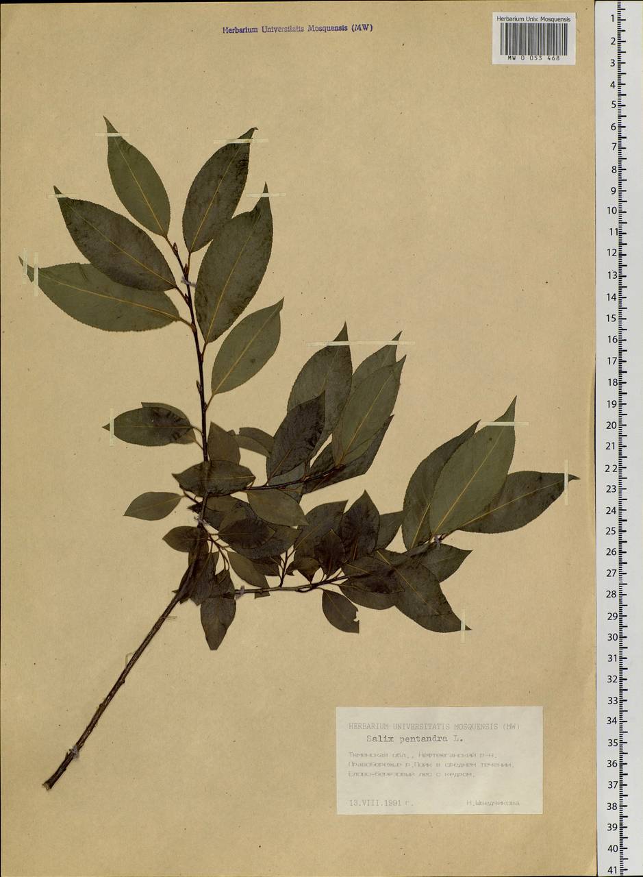 Salix pentandra L., Siberia, Western Siberia (S1) (Russia)