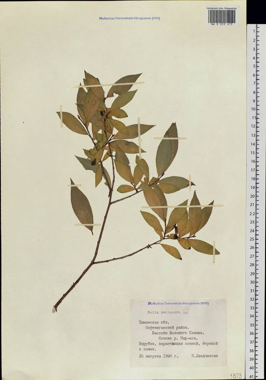 Salix pentandra L., Siberia, Western Siberia (S1) (Russia)