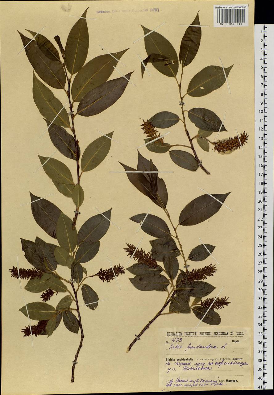 Salix pentandra L., Siberia, Western Siberia (S1) (Russia)