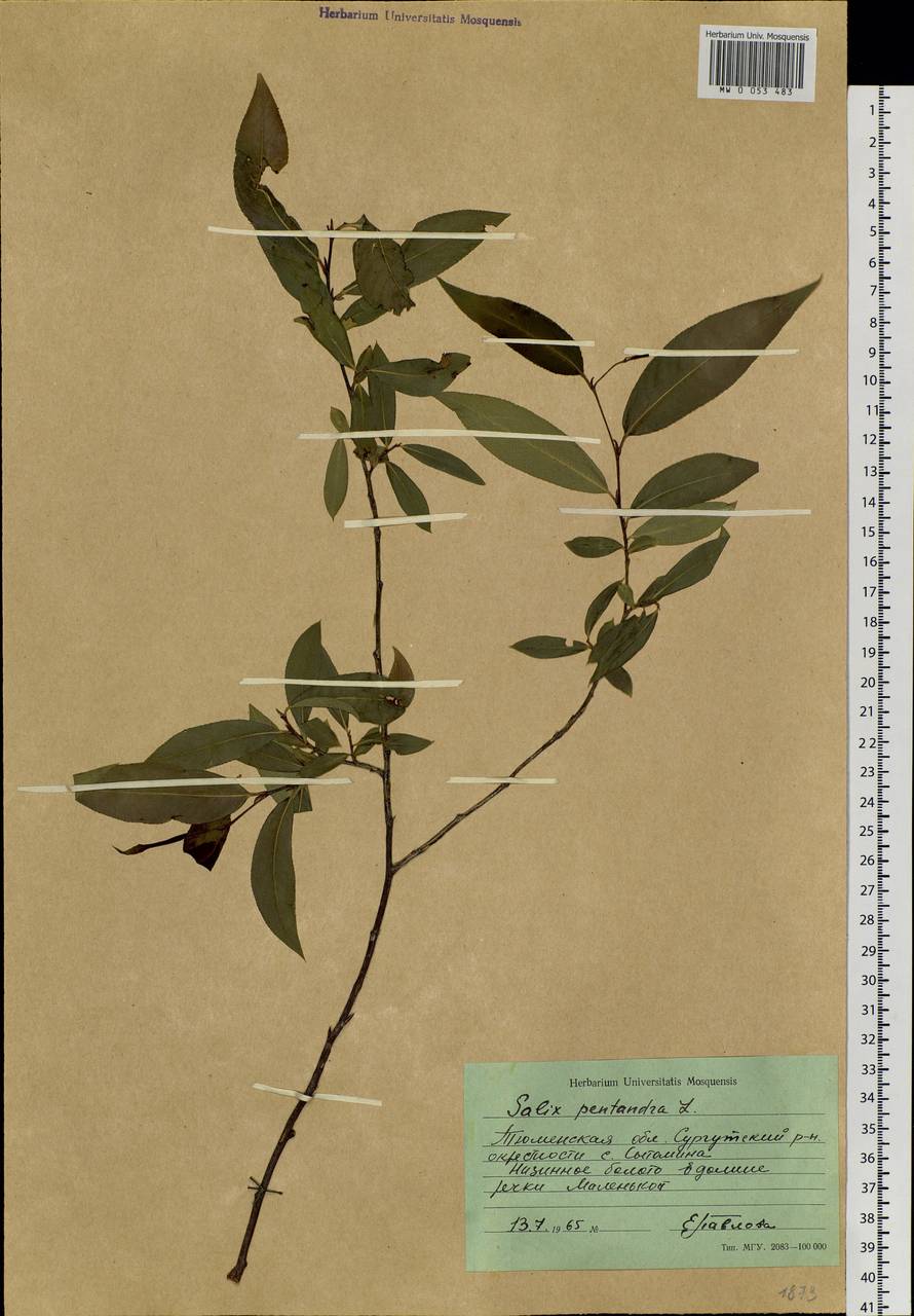 Salix pentandra L., Siberia, Western Siberia (S1) (Russia)