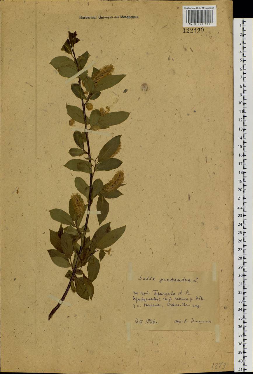 Salix pentandra L., Siberia, Western Siberia (S1) (Russia)