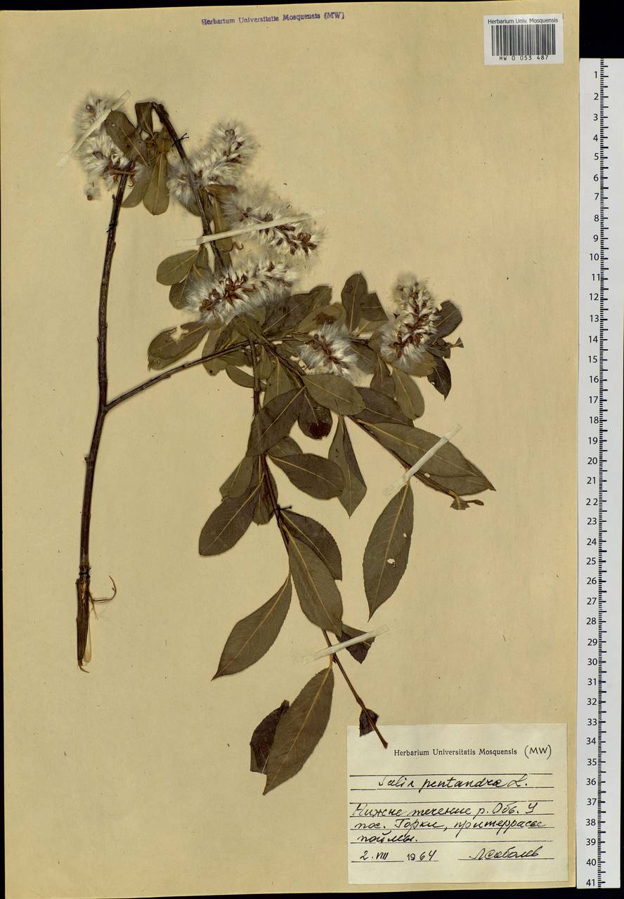 Salix pentandra L., Siberia, Western Siberia (S1) (Russia)