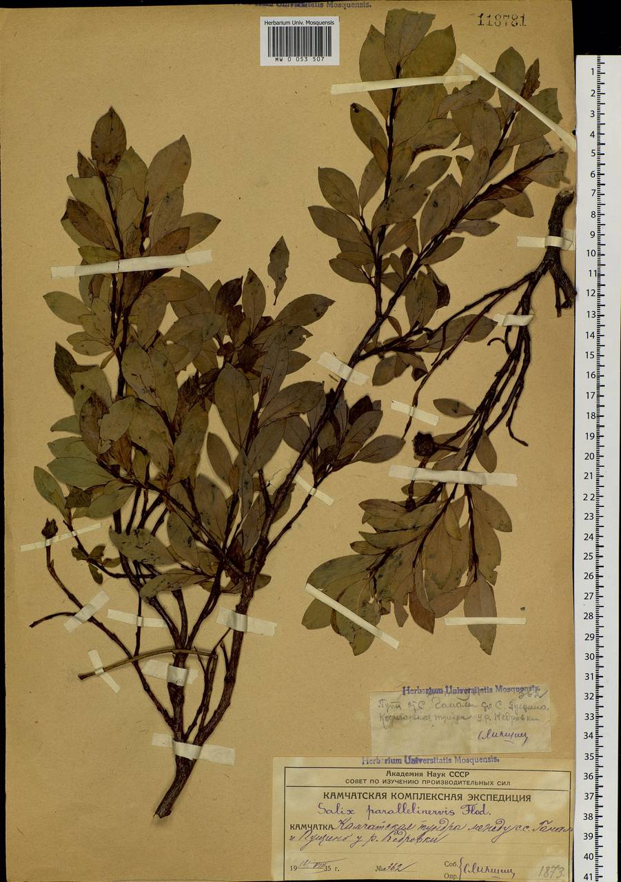 Salix pulchra subsp. parallelinervis (Flod.) A. K. Skvortsov, Siberia, Chukotka & Kamchatka (S7) (Russia)