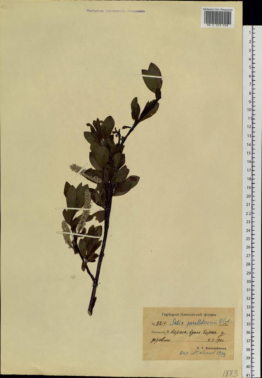 Salix pulchra subsp. parallelinervis (Flod.) A. K. Skvortsov, Siberia, Chukotka & Kamchatka (S7) (Russia)
