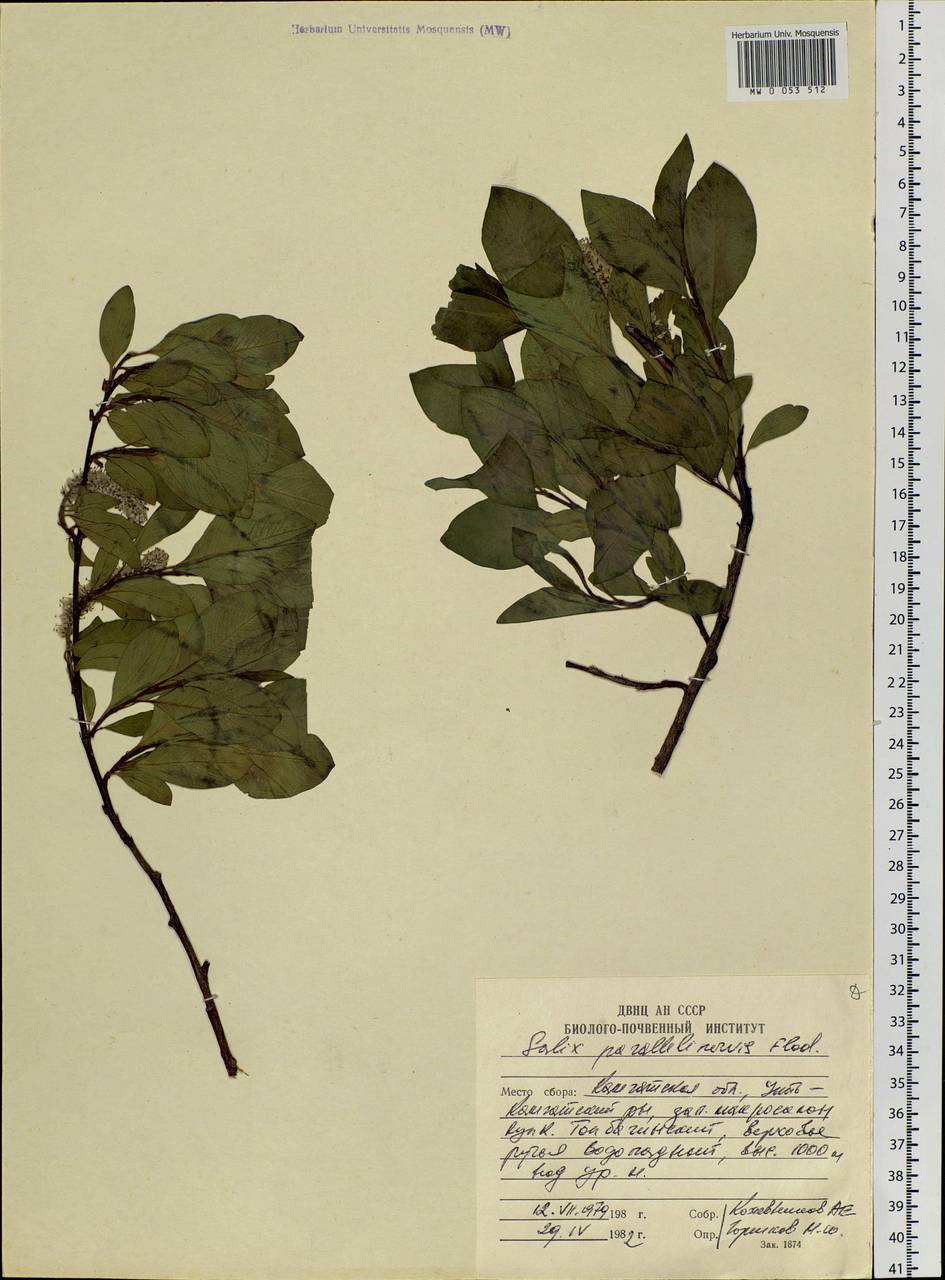 Salix pulchra subsp. parallelinervis (Flod.) A. K. Skvortsov, Siberia, Chukotka & Kamchatka (S7) (Russia)
