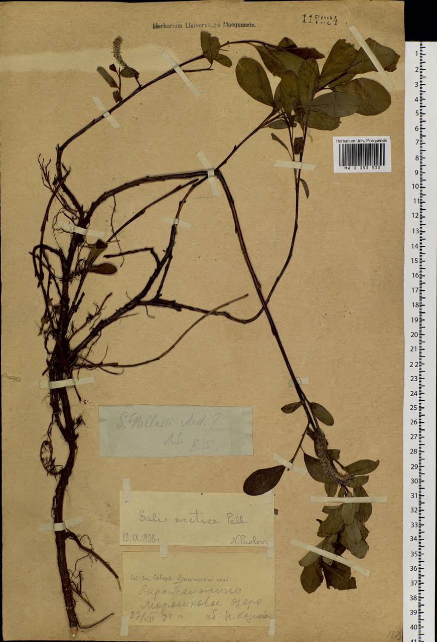 Salix arctica Pall., Siberia, Chukotka & Kamchatka (S7) (Russia)