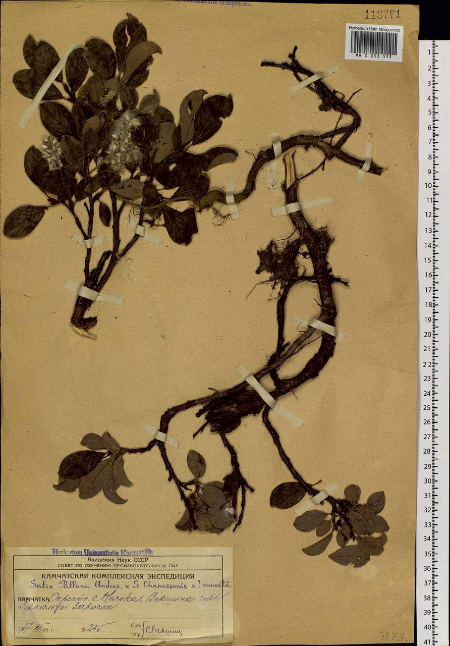 Salix arctica Pall., Siberia, Chukotka & Kamchatka (S7) (Russia)