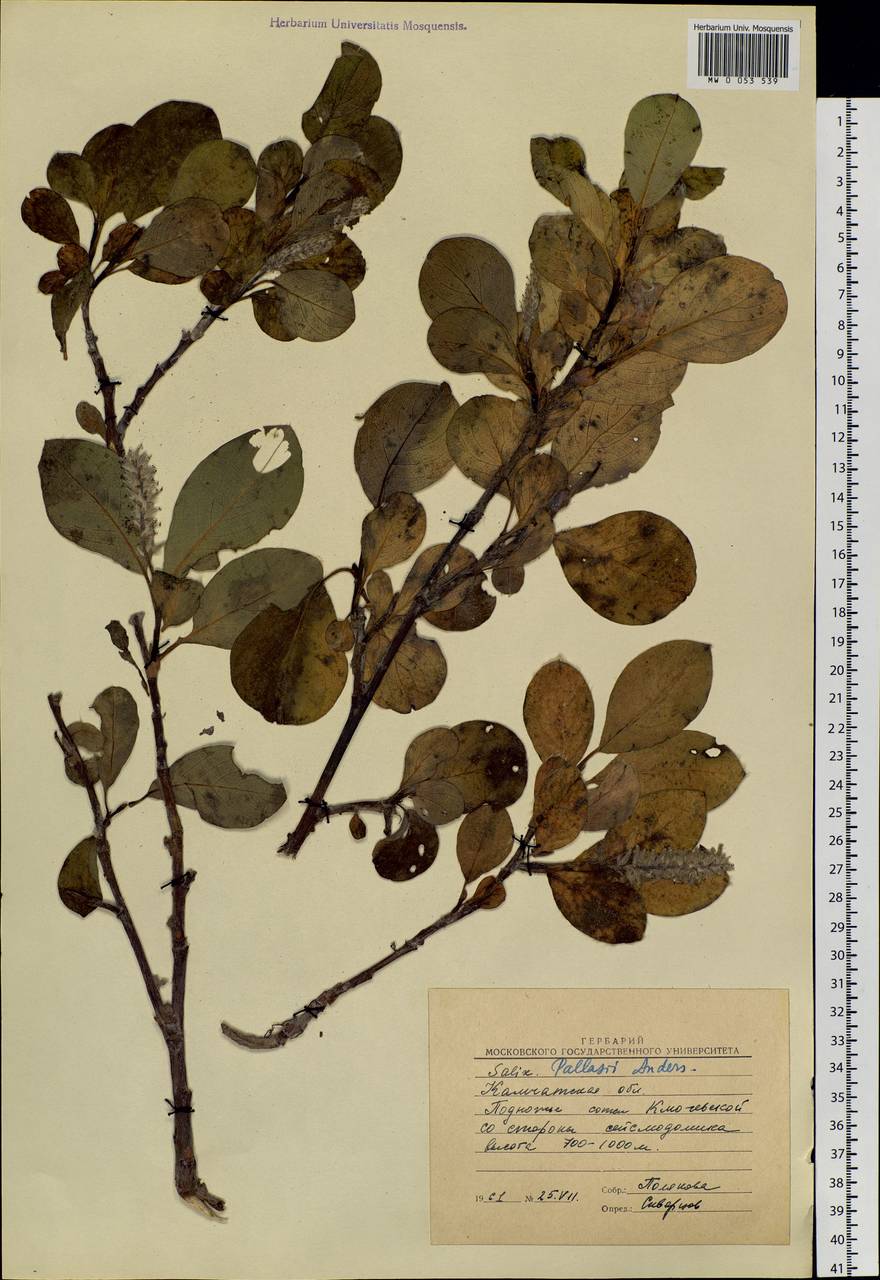 Salix arctica Pall., Siberia, Chukotka & Kamchatka (S7) (Russia)