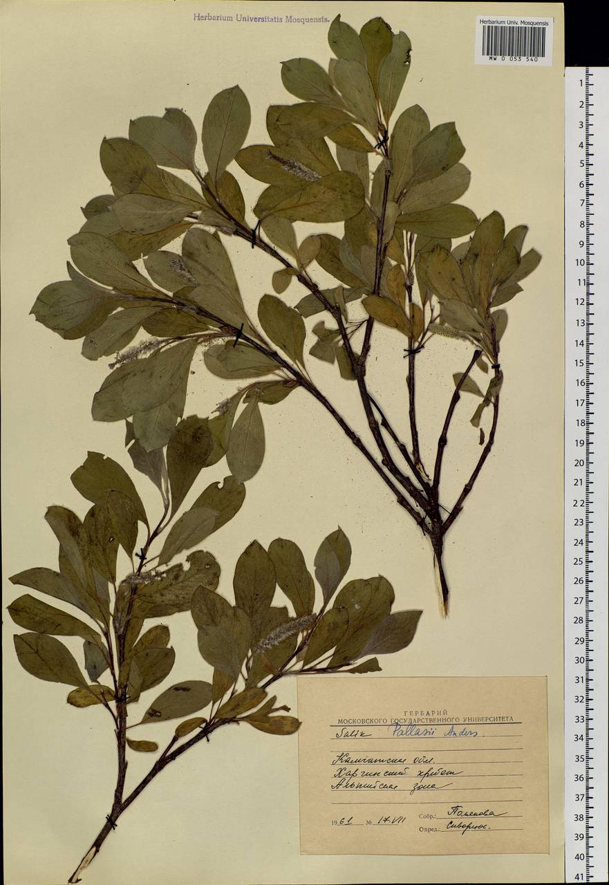 Salix arctica, Siberia, Chukotka & Kamchatka (S7) (Russia)