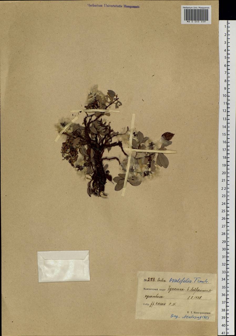 Salix ovalifolia Trautv., Siberia, Chukotka & Kamchatka (S7) (Russia)