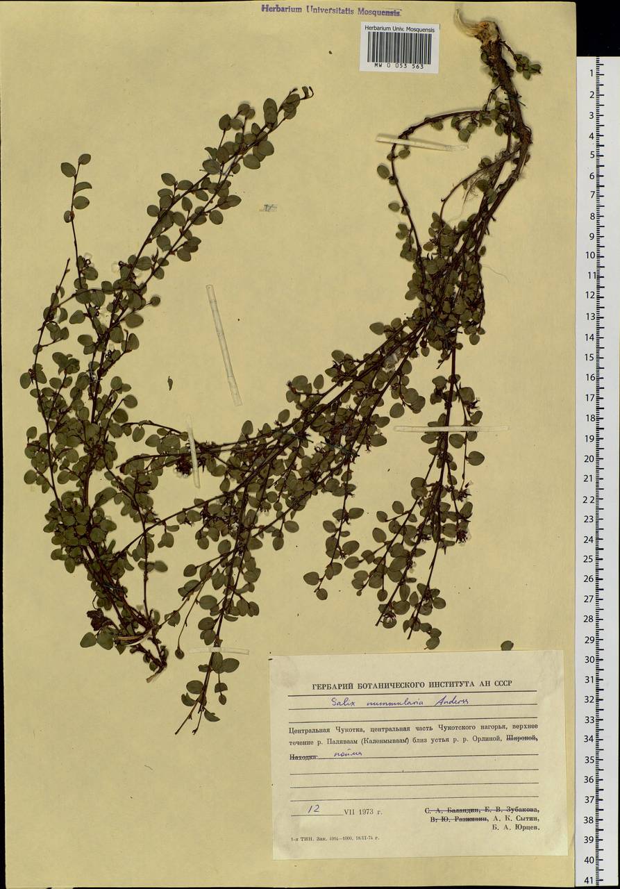 Salix nummularia Anderss., Siberia, Chukotka & Kamchatka (S7) (Russia)