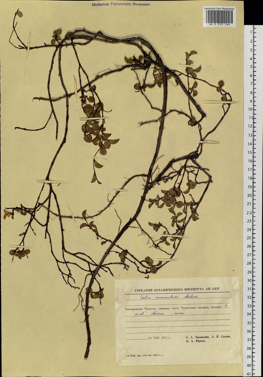 Salix nummularia Anderss., Siberia, Chukotka & Kamchatka (S7) (Russia)