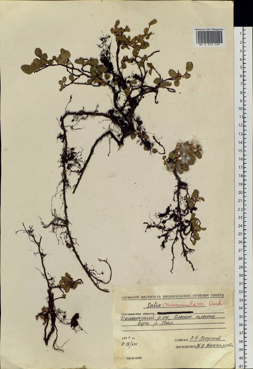 Salix nummularia Anderss., Siberia, Chukotka & Kamchatka (S7) (Russia)