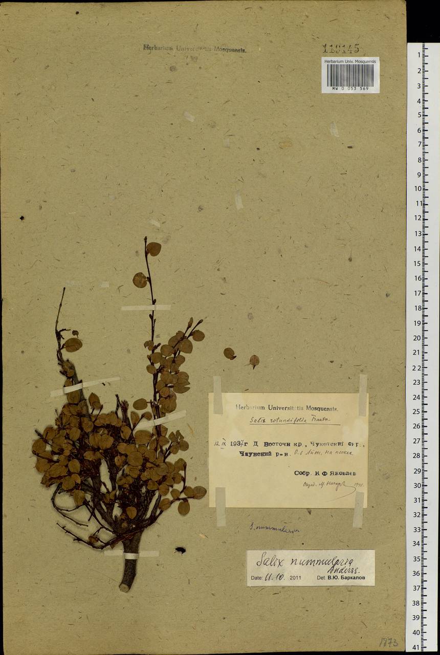 Salix nummularia Anderss., Siberia, Chukotka & Kamchatka (S7) (Russia)