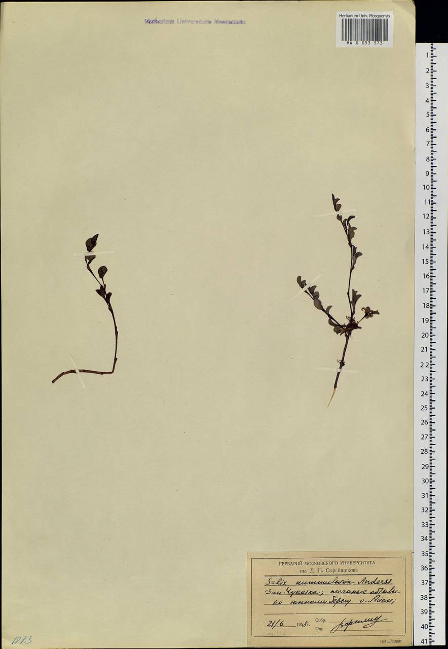 Salix nummularia Anderss., Siberia, Chukotka & Kamchatka (S7) (Russia)