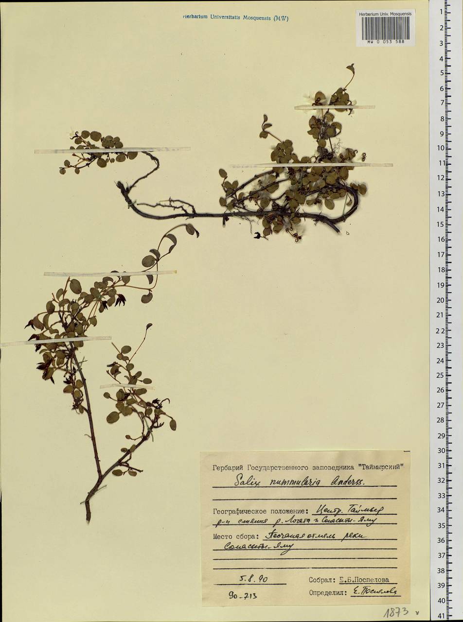 Salix nummularia Andersson, Siberia, Central Siberia (S3) (Russia)